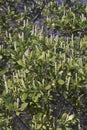 Close-up image of Buckwheat tree