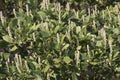 Close-up image of Buckwheat tree