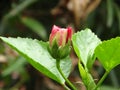 Bud of hibiscus flower with leaves in the background. Royalty Free Stock Photo