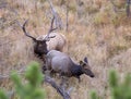 Bull elk in rut, pursuing a cow Royalty Free Stock Photo