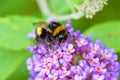 Bumble Bee on a buddleia flower. Royalty Free Stock Photo