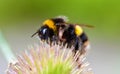 Bumble Bee on a teasel flower.