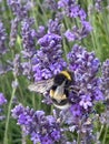 Bumblebee close up on lavender flower Royalty Free Stock Photo