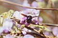 Close-up image with a bumblebee with pollen on him pollinating in a Glycine sinensis flower