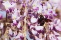 Close-up image with a bumblebee with pollen on him pollinating in a Glycine sinensis flower