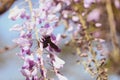 Close-up image with a bumblebee with pollen on him pollinating in a Glycine sinensis flower