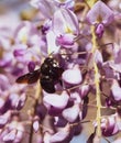 Close-up image with a bumblebee with pollen on him pollinating in a Glycine sinensis flower