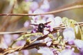 Close-up image with a bumblebee with pollen on him pollinating in a Glycine sinensis flower