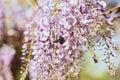 Close-up image with a bumblebee with pollen on him pollinating in a Glycine sinensis flower