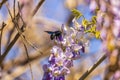 Close-up image with a bumblebee with pollen on him pollinating