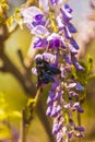 Close-up image with a bumblebee with pollen on him pollinating