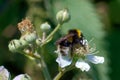 Close up image of a bumblebee pollinating a wild rose Royalty Free Stock Photo