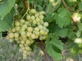 Close up image of a bunch of green grapes hanged from the branch Royalty Free Stock Photo