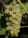 Close up image of a bunch of green grapes hanged from the branch Royalty Free Stock Photo