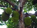 A Bunch of Jackfruits on the Tree in the Farm