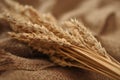 Ripe Wheat Bundle