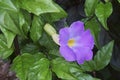 Close-up image of Bush clockvine flower