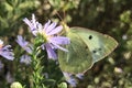 Close up image of cabbage butterfly on violet flower, Royalty Free Stock Photo