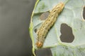 A close up image of a Cabbage Moth caterpillar, Mamestra brassicae Royalty Free Stock Photo