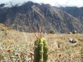 Close up image of cactus with Colca Canyon, Peru in background Royalty Free Stock Photo