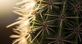 Close-up image of a cactus showcasing its sharp, radial spines extending from the areoles on its Royalty Free Stock Photo