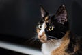 Closeup of a Calico Cat Looking Left Royalty Free Stock Photo