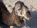 Close up image of a camel in the sand Royalty Free Stock Photo