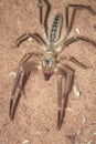 Close up image of a Camel Spider Royalty Free Stock Photo