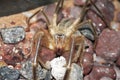 Close up image of a Camel Spider