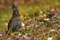 Camouflaged Wild Grouse Bird