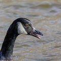 Detailed headshot of a Canada goose with beak open