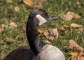 Close up image of a Canada Goose standing at attention on a sunny day. Royalty Free Stock Photo