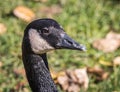 Close up image of a Canada Goose standing at attention on a sunny day. Royalty Free Stock Photo