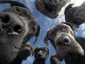 Close-up image of 10 cane corso dogs looking at the camera from a phone screen, arranged in a circular pattern Outdoor setting Royalty Free Stock Photo