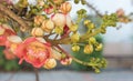 Close up image of Cannonball Tree.