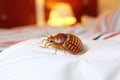 This close-up image captures a bed bug, a common household pest, as it crawls across a white bed linen. The detailed