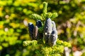 A close-up image captures black pine cones on a sunny day Royalty Free Stock Photo