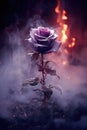 pink dry rose. smoke, ashes, fire, flames, embers, powder, explosion, mist, fog, fantasy, surreal, abstract. Royalty Free Stock Photo