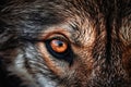 Close-up of a Wild Wolf's Beautiful Eyes Royalty Free Stock Photo