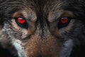 Close-up of a Wild Wolf\'s Beautiful Eyes Royalty Free Stock Photo