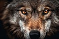 Close-up of a Wild Wolf\'s Beautiful Eyes Royalty Free Stock Photo
