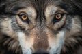 Close-up of a Wild Wolf\'s Beautiful Eyes Royalty Free Stock Photo