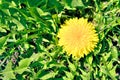 This close-up image captures the vivid beauty of a single, vibrant yellow dandelion flower in full bloom, set against a lush green Royalty Free Stock Photo