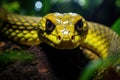 This close-up image captures a yellow snake coiled on a branch in its natural habitat, The gold-ringed cat snake in defensive mode