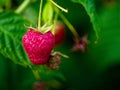 A close-up image capturing a ripe red raspberry and an unripe one amidst vibrant green leaves, highlighting the natural growth Royalty Free Stock Photo