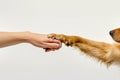 Touching moment of a dog paw and a human hand engaging in a high-five against a plain white background Royalty Free Stock Photo