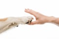 Touching moment of a dog paw and a human hand engaging in a high-five against a plain white background Royalty Free Stock Photo