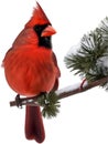 A close-up image of a cardinal in winter. Ai-generated.