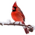A close-up image of a cardinal in winter. Ai-generated.