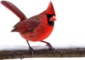 A close-up image of a cardinal in winter. Ai-generated.